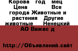 Корова 1 год 4 мец › Цена ­ 27 000 - Все города Животные и растения » Другие животные   . Ненецкий АО,Вижас д.